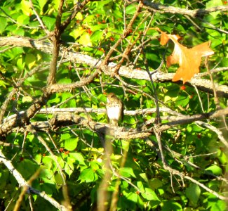 IMG 0393 c Hermit Thrush  Bourbonnais IL 10-22-2014