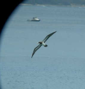 DSCN5904 c Brown Booby Ka'ena SP Honolulu Co HI 3-15-2015