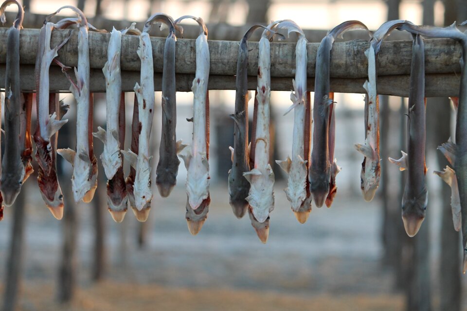 Food gray fish gray fishing