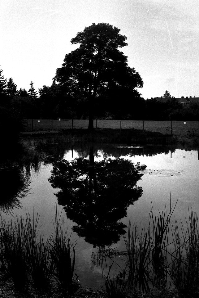 Lomo 135VS - Pond and Tree 2