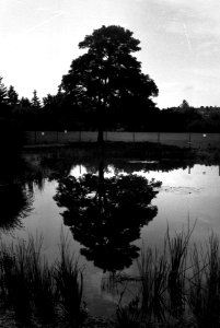 Lomo 135VS - Pond and Tree 2