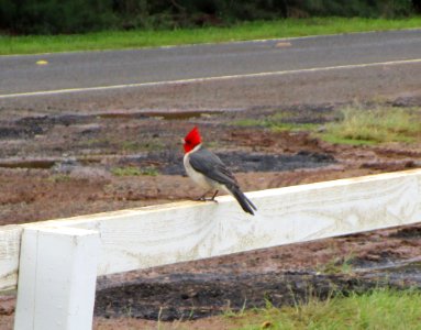 IMG 1167 c Red-crested Cardinal Kahuku Aqua Ponds Honolulu Co HI 3-12-2015