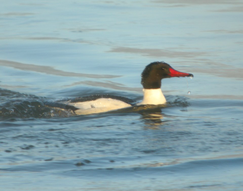 DSCN1824 c Common Merganser Kankakee IL 1-28-2014