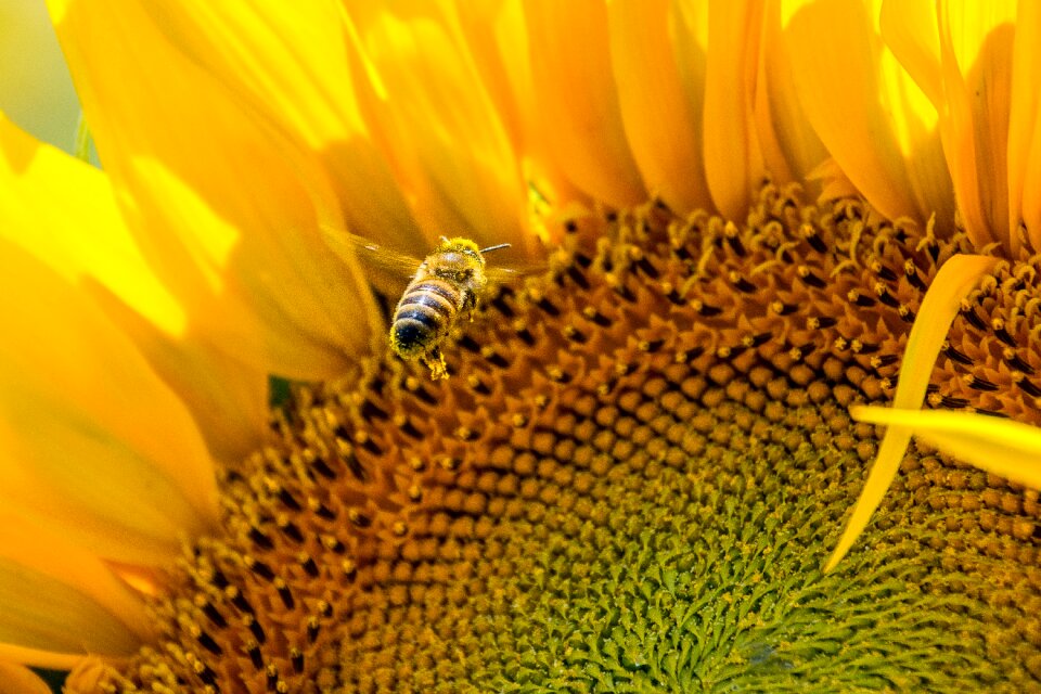 Busy bee plenty of natural light summer