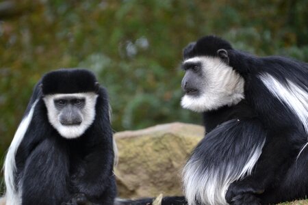 äffchen zoo animals