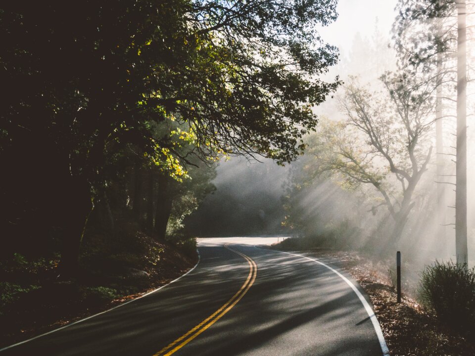 Travel curve brown forest