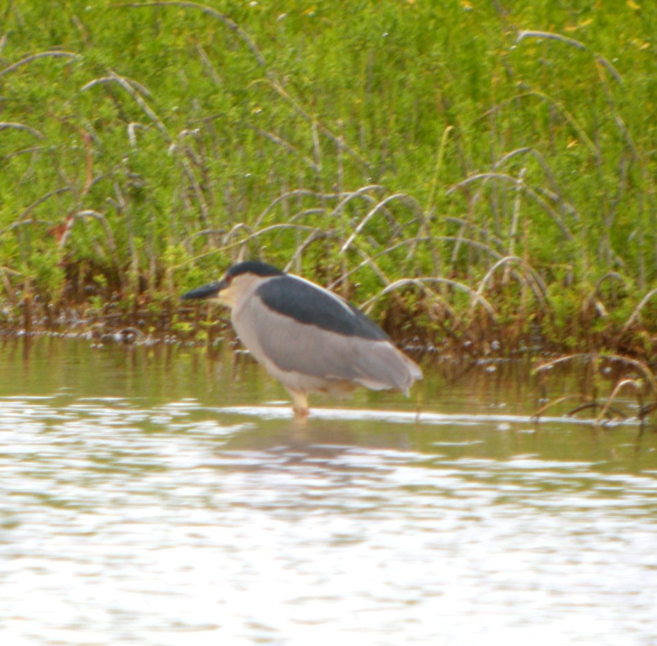 DSCN5801 c Black-crowned Night-Heron Kahuku Aqua Ponds Honolulu Co HI 3-12-2015