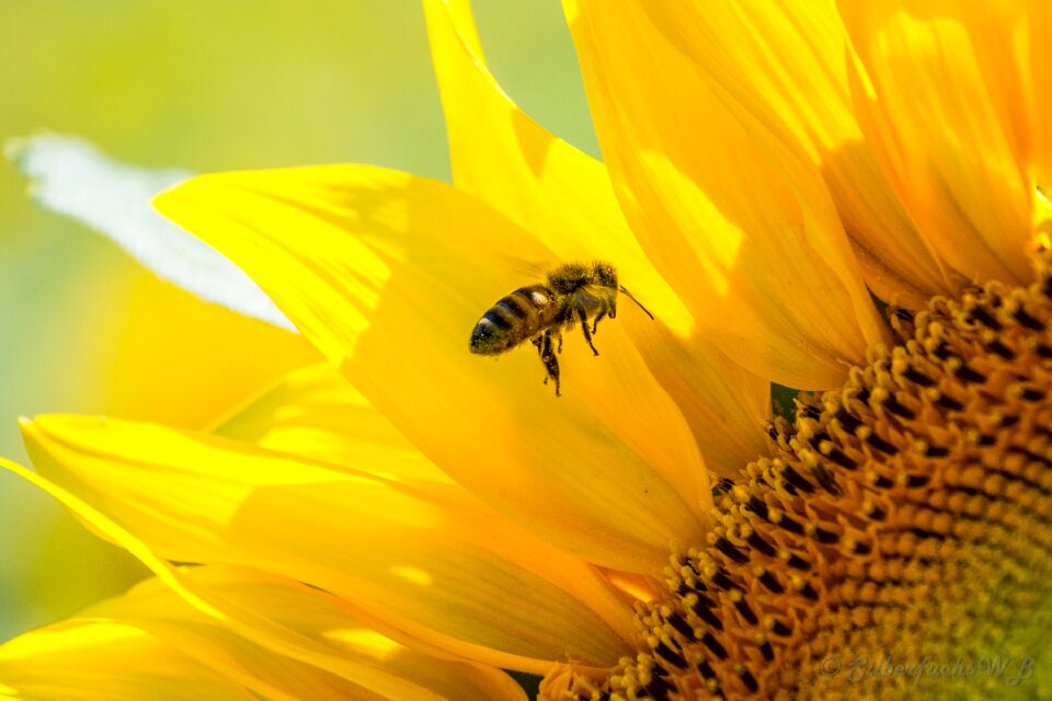 Busy bee plenty of natural light summer