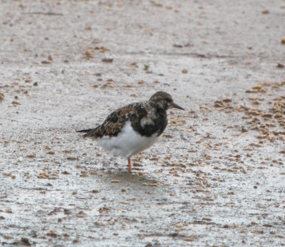 DSCN5837 c Ruddy Turnstone Kahuku Aqua Ponds Honolulu Co HI 3-12-2015