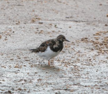 DSCN5837 c Ruddy Turnstone Kahuku Aqua Ponds Honolulu Co HI 3-12-2015