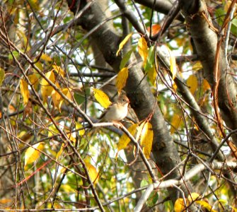 IMG 0340 c Field Sparrow Braidwood Lake IL 10-19-2014