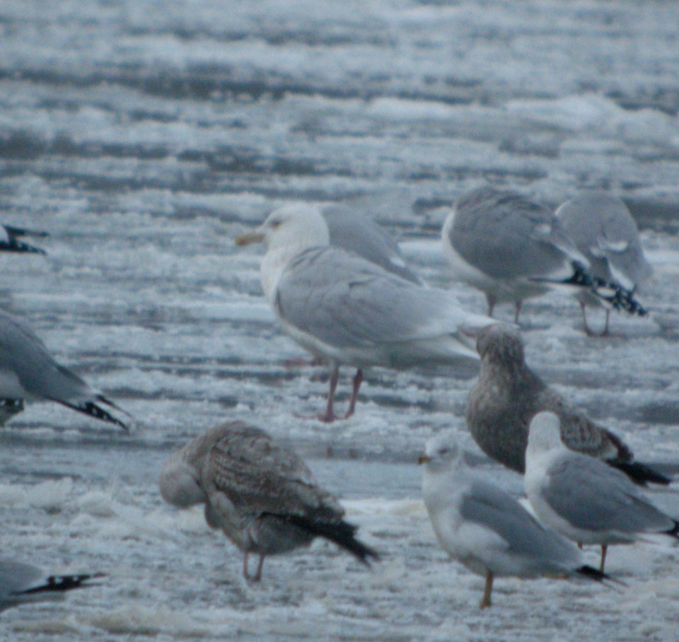 DSCN5515 c Glaucous Gull Dam Wilmington IL 2-6-2015