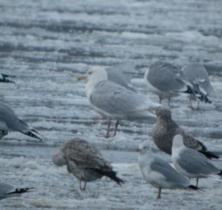 DSCN5515 c Glaucous Gull Dam Wilmington IL 2-6-2015