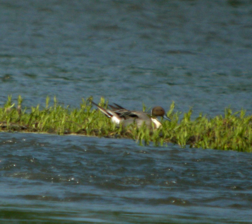 DSCN3344 c N. Pintail Kankakee Co IL 5-19-12
