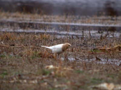 DSCN3423 Common Grackle (Partial Albino)Newton Co IN 3-8-09 Jed Hertz