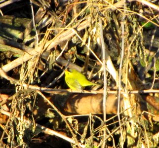 IMG 0881 c Wilson's Warbler Metro-Sewer Kankakee IL 12-26-2014