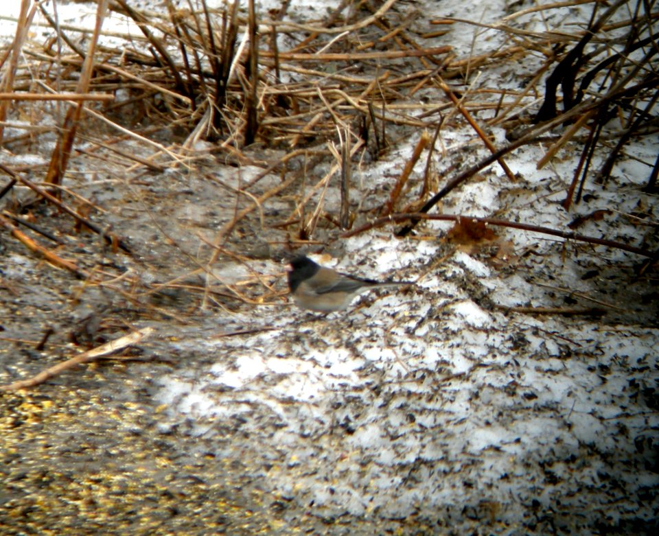 DSCN2677 c Dark-eyed Junco (Oregon race) Kankakee IL 3-11-2014 (Photo thru bins)
