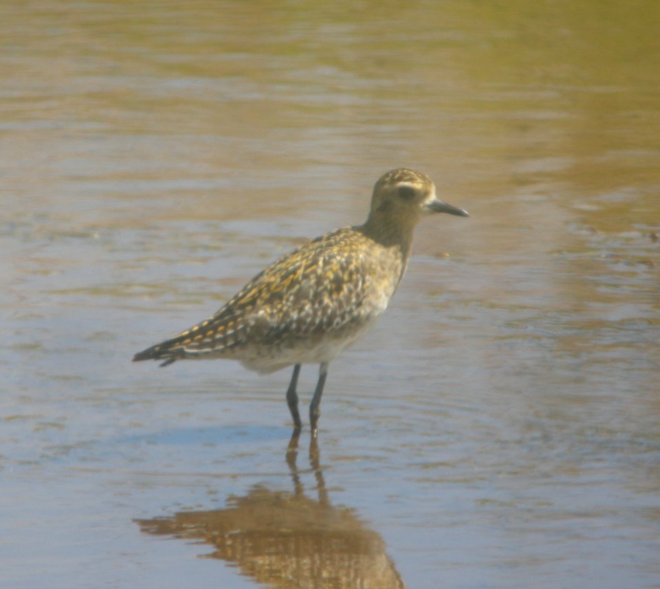 DSCN6006 c Pacific Golden-Plover Kahuku Aqua Ponds HI 3-22-2015