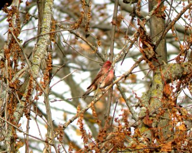IMG 0511 c Purple Finch Willow Slough FWA IN 10-29-2014
