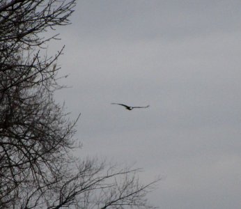 IMG 0712 c Bald Eagle Kankakee IL 11-22-2014 photo