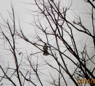 IMG 0822 c Merlin Kankakee Co IL 12-15-2014