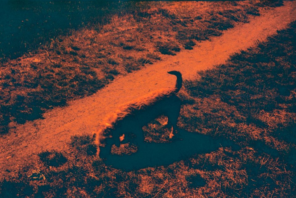 Smena 8M - Redscale - A Dog