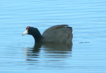 DSCN5914 c Hawaiian Coot Kahuku Aqua Ponds HI 3-16-2015
