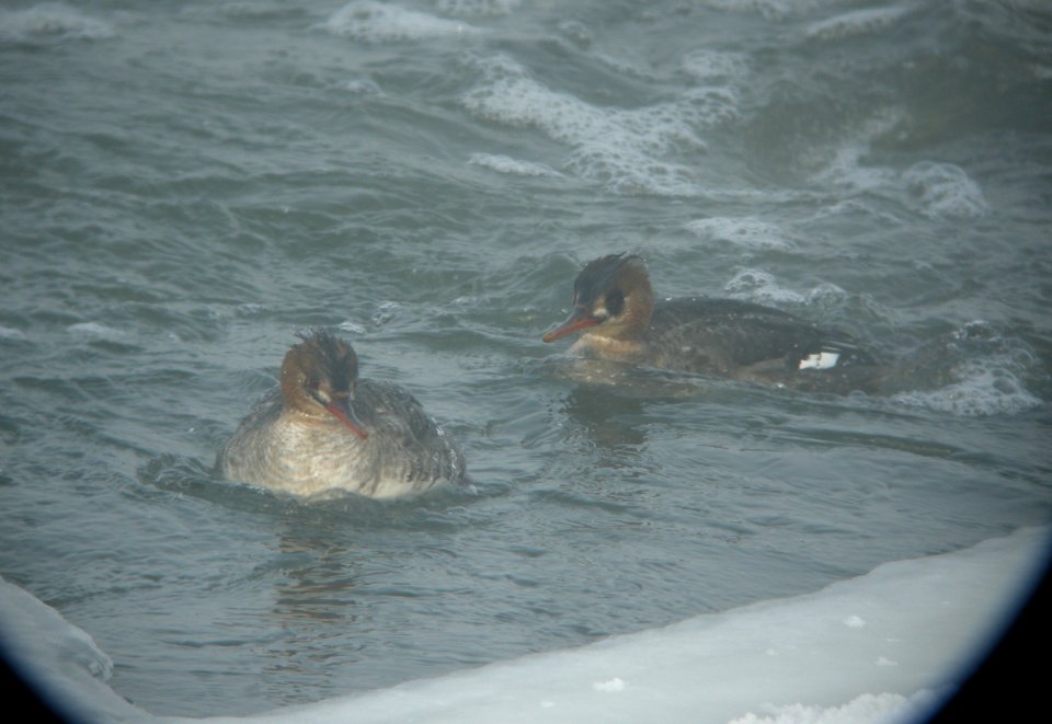 DSCN2171 c Red-breasted Merganser Will Co IL 2-11-2014