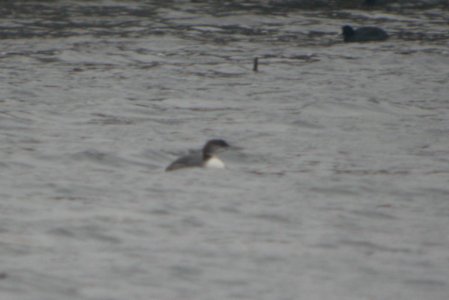 DSCN1030 c Common Loon Newton Co IN 11-16-2013