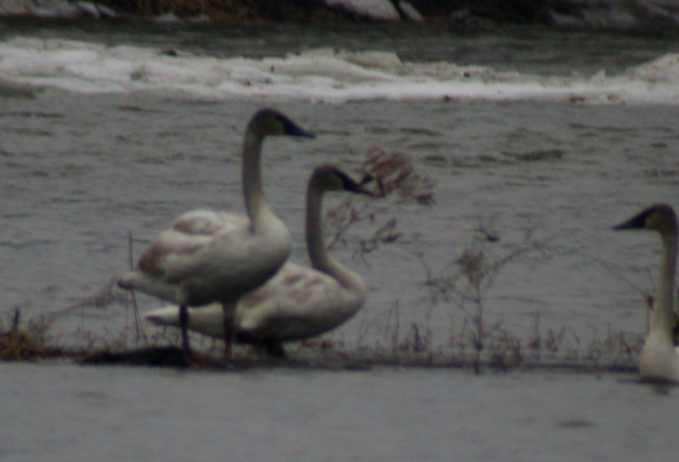 DSCN2588 Trumpeter Swan KRSP Bourbonnais IL 1-1-06