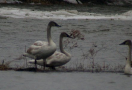 DSCN2588 Trumpeter Swan KRSP Bourbonnais IL 1-1-06