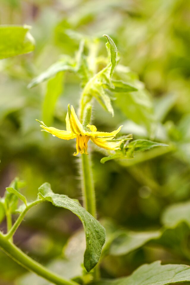Food vegetable organic