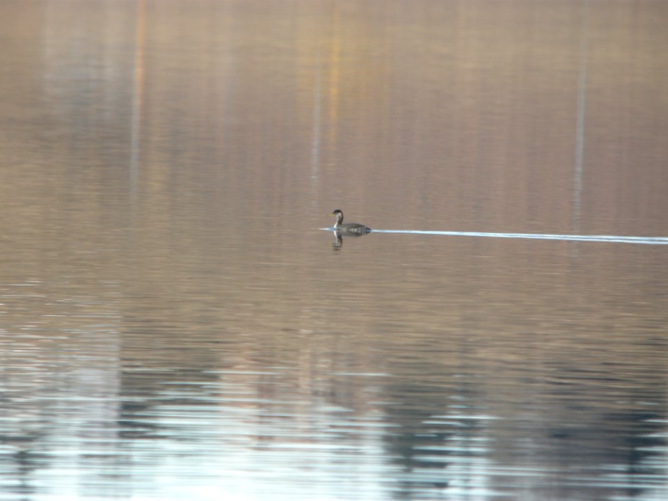DSCN5155 Red-necked Grebe Chatfield Res. CO 12-7-2014