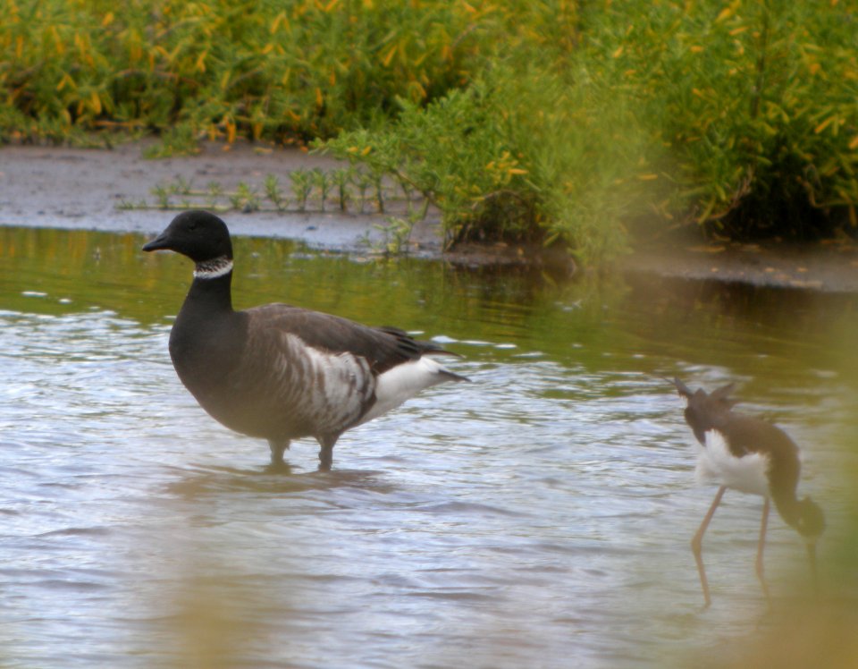 DSCN5853 c Brant Kahuku Aqua Ponds Honolulu Co HI 3-12-2015