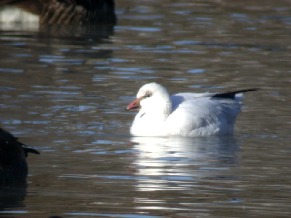DSCN0095 Ross's x Snow Goose, Dam Area (Bird Park), Kankakee, IL 1-17-05