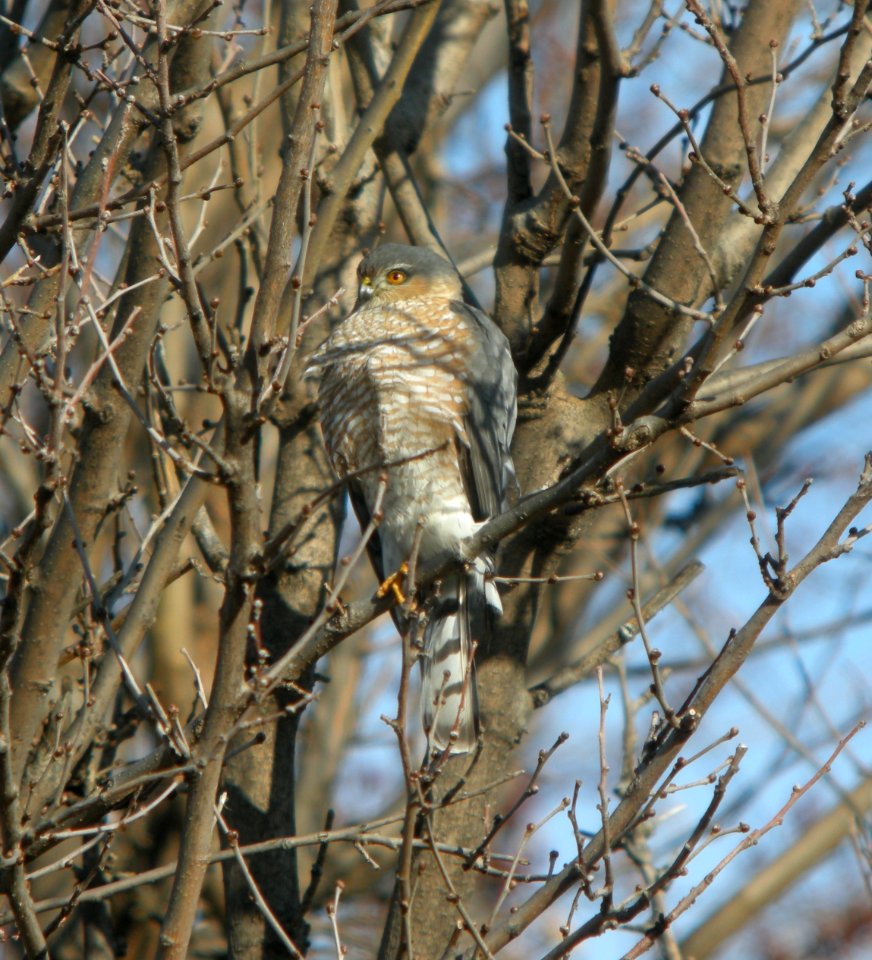DSCN5435 c Sharp-shinned Hawk  Kankakee IL 12-30-2014