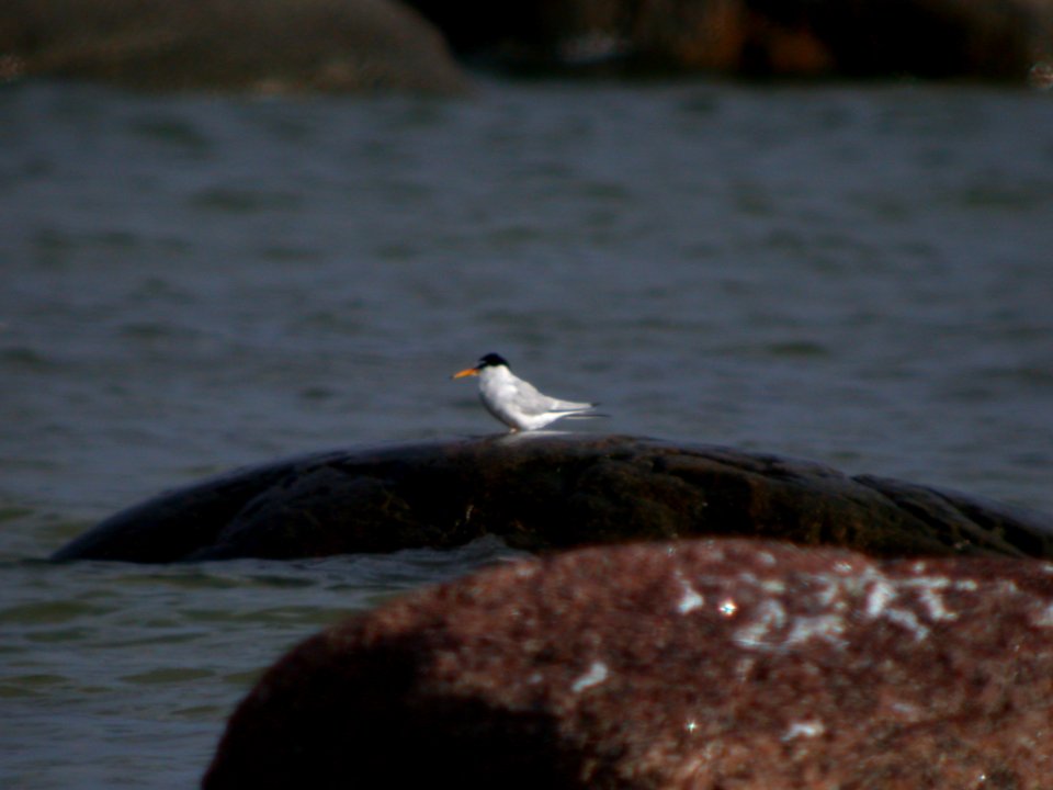 DSCN7989 Little Tern Tabasulu Looduspark Estonia 7-20-07