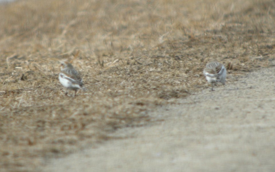 DSCN2597 c Snow Bunting Iroquois Co IL 2-28-2014
