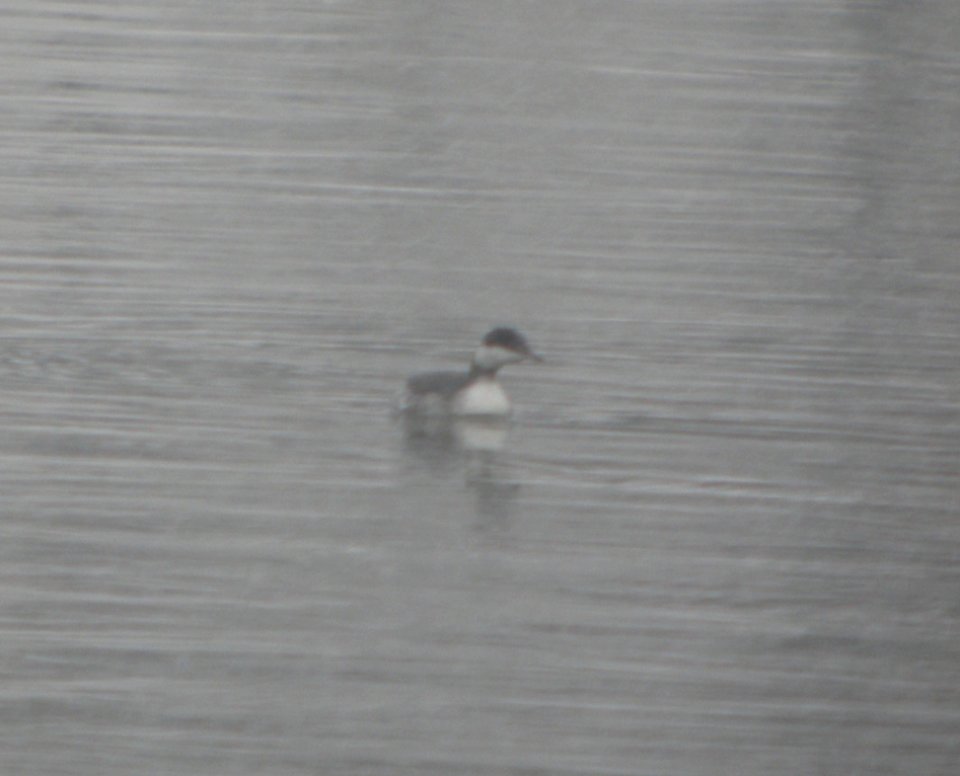 DSCN1151 c Horned Grebe Kankakee Co IL 12-14-2013