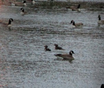 IMG 0548 c Hooded Merganser  Kankakee IL 10-31-2014
