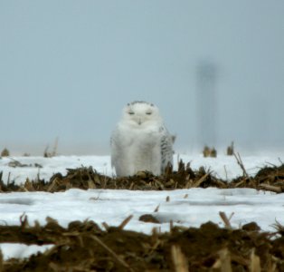 DSCN2601 c Snowy Owl Ford Co IL 2-28-2014 (Original Sighting by John Roehrig)