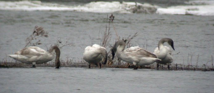 DSCN2603 Trumpeter Swan KRSP Bourbonnais IL 1-1-06