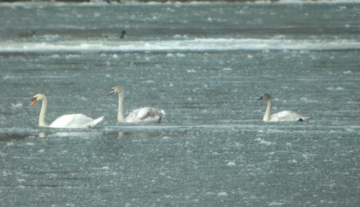 DSCN5623 c Mute and Tundra Swan Kankakee River SP IL 2-24-2015