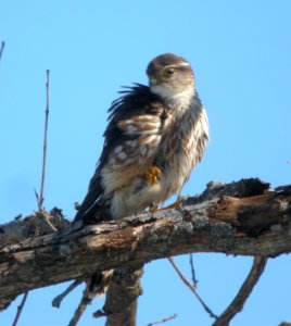 DSCN2439 c Merlin (Prairie) Grundy Co IL 2-21-2014