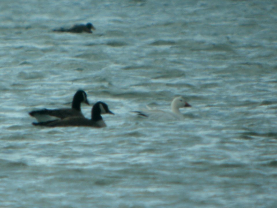DSCN5567 c Snow Goose  Kankakee IL 2-22-2015