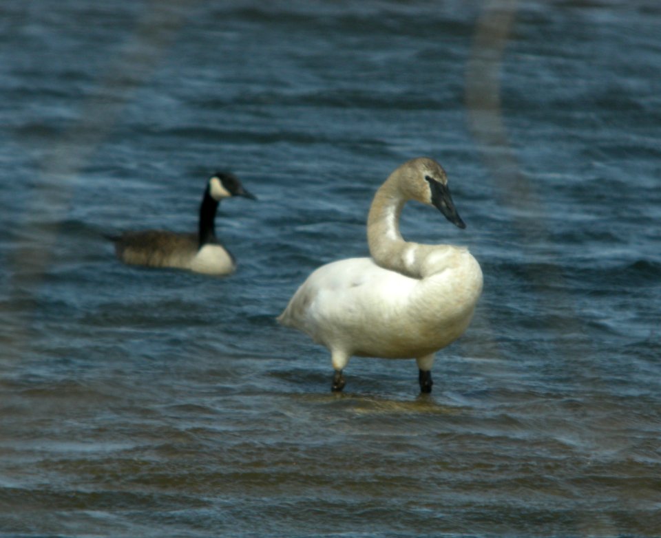 DSCN6165 c Trumpeter Swan TNC Kankakee Sands IN 4-15-2015