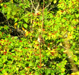IMG 0383 c Hermit Thrush  Bourbonnais IL 10-22-2014