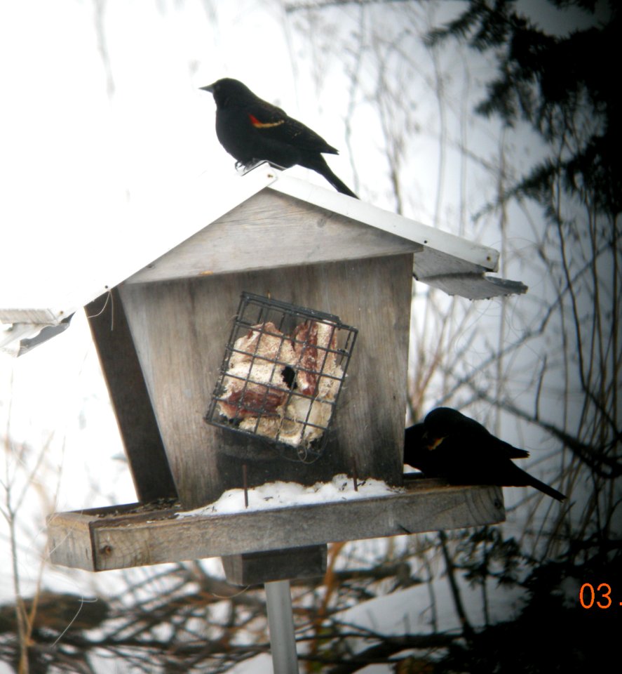 DSCN0689 c Red-winged Blackbird Kankakee IL 3-2-2014 (Photo thru Bins)