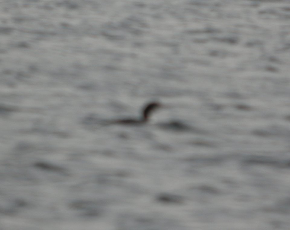 DSCN4849 c Common Loon Willow Slough FWA IN 11-10-2014