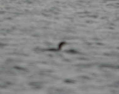DSCN4849 c Common Loon Willow Slough FWA IN 11-10-2014